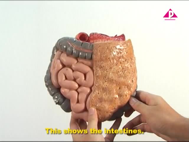 Human Digestive System for Testing The Video System