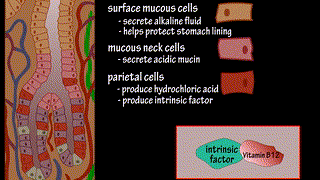 Structure Of The Stomach - Functions Of The Stomach - How Does The Stomach Work