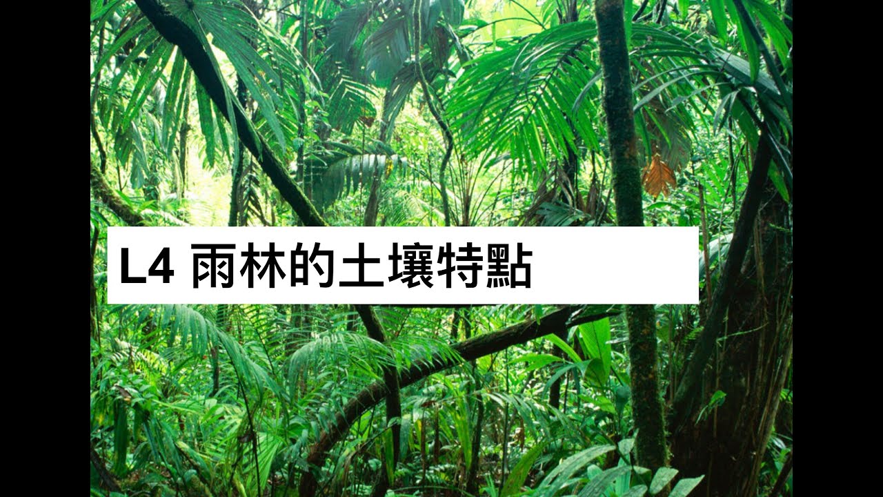 S5 GEOG L4 熱帶雨林的土壤特點