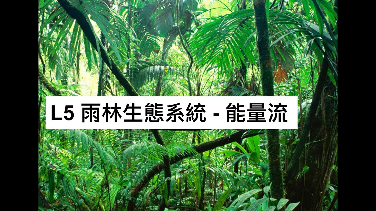 S5 GEOG L5 雨林生態系統 - 能量流