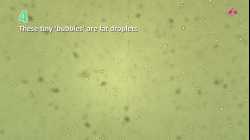 (New) Experiment 6.1 Observing Brownian motion under a microscope