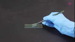 (New) Experiment 4.2 Observing ox eye cells with a microscope