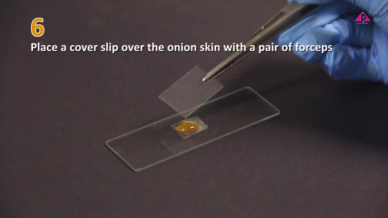 (New) Experiment 4.3 Observing onion skin cells with a microscope