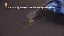 (New) Experiment 4.3 Observing onion skin cells with a microscope